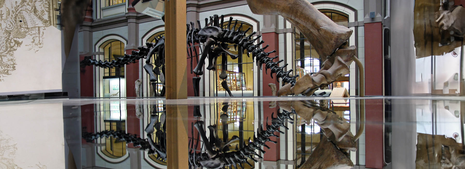 um museu com foseis de dinissauros 